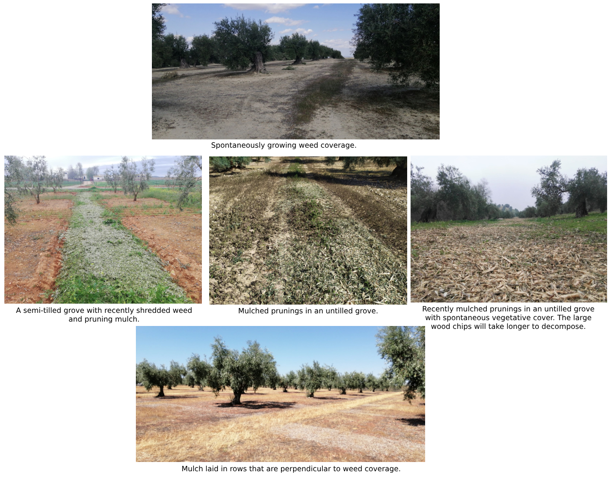 Olive grove management Mulching branches and vegetative soil coverage